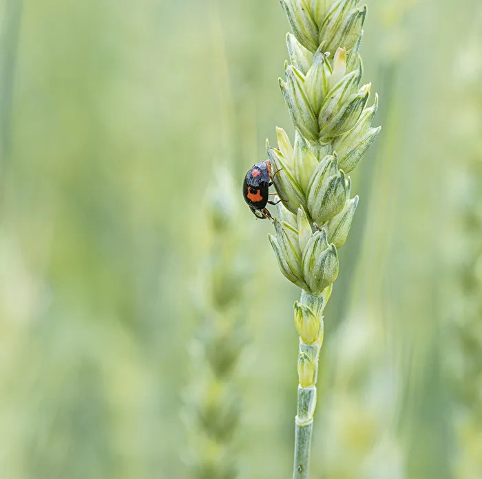 Der kleine schwarze..