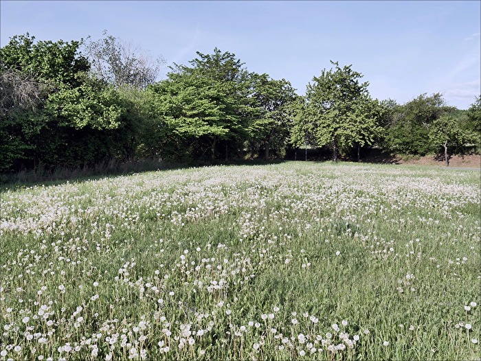 "Pusteblumenwiese"