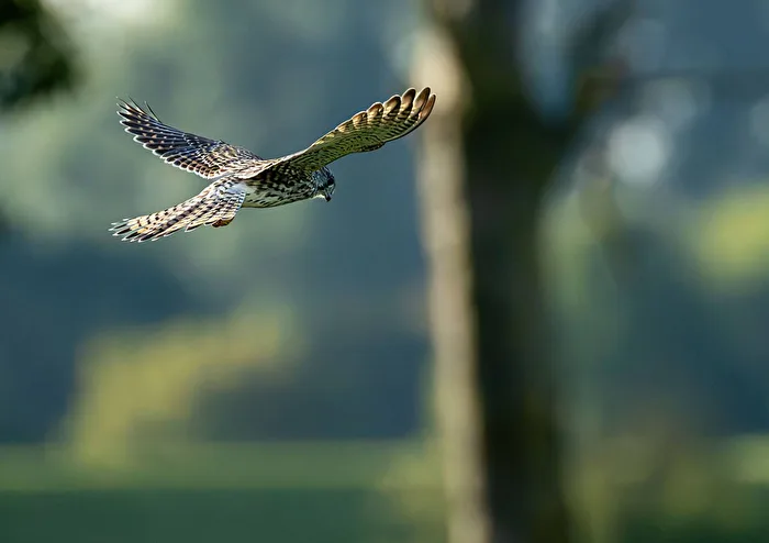 Kestrel in Hovering Flight