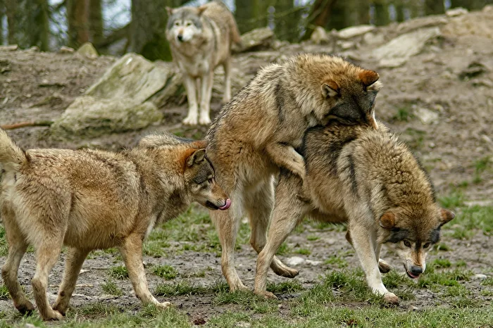 Timber Wolves