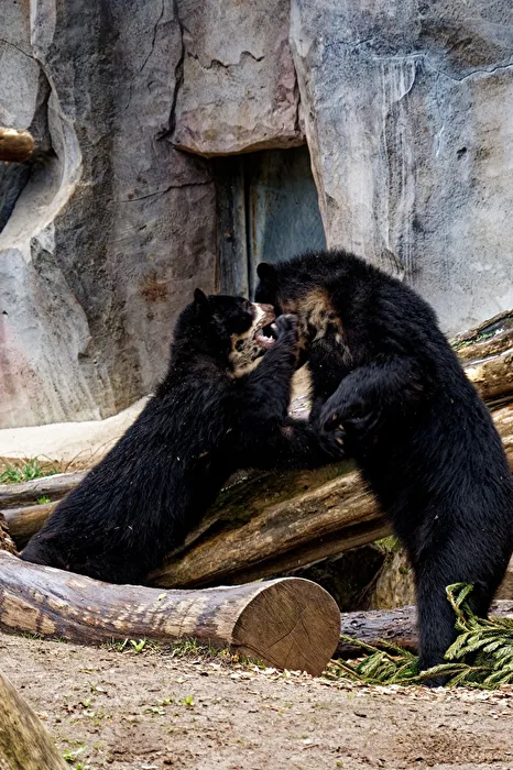 Spectacled Bear