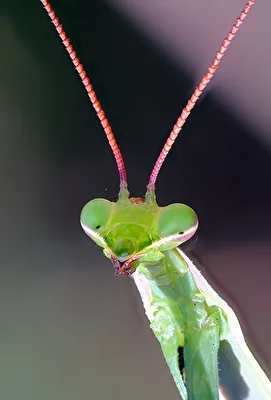Schau mir in die Augen...