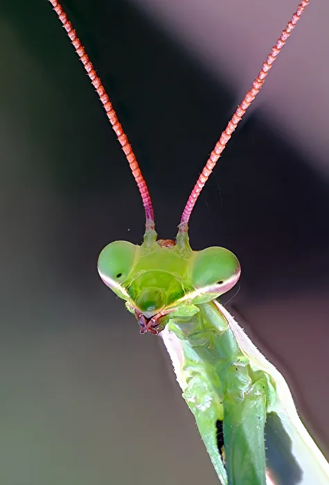 Regarde-moi dans les yeux...