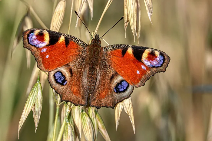 Peacock butterfly in the oats