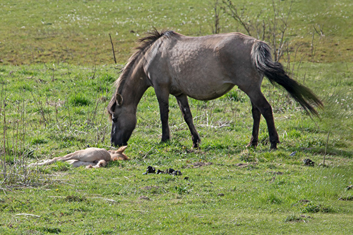 Nachwuchs bei den Konik-Pferden in Olfen  1