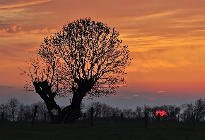 " Alt wie ein Baum ... " ( Die " Puhdys " )