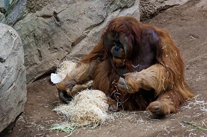 Orang - Utan