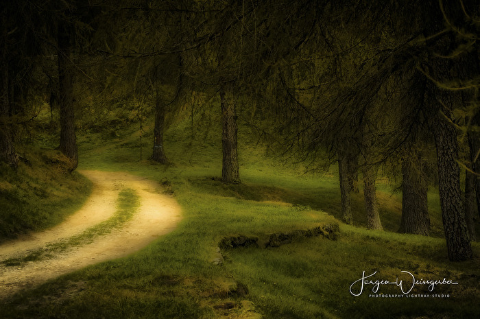 Der Weg im stillen Wald
