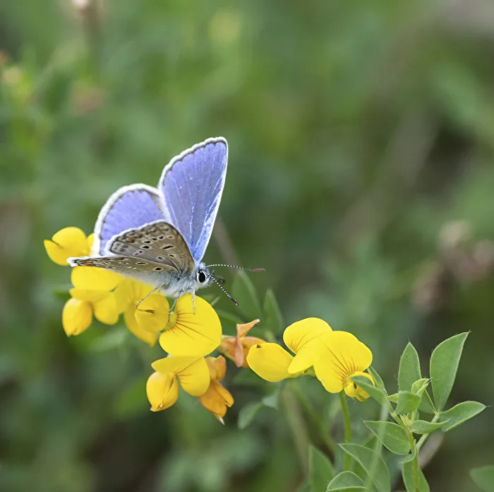 Common Blue...