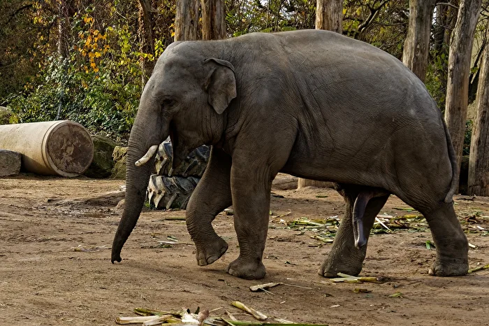 Elefant