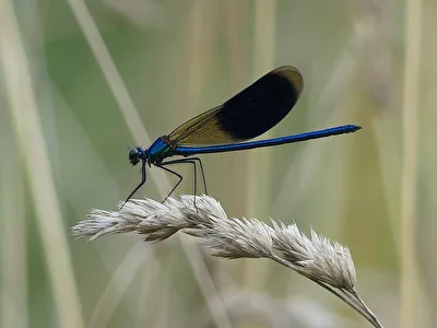 Libelle III