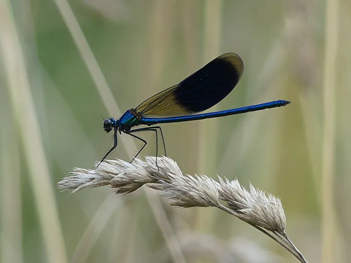 Libelle III
