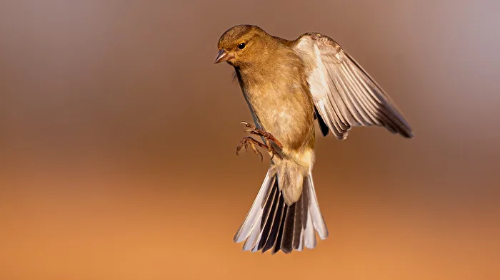 Chaffinch