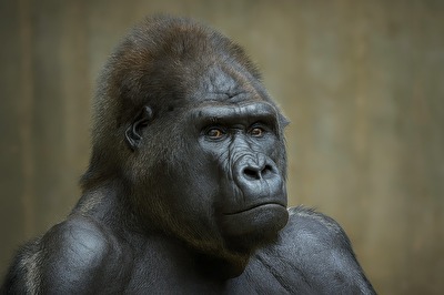Unglücklicher Gorilla