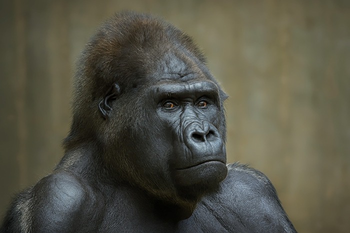 Unglücklicher Gorilla