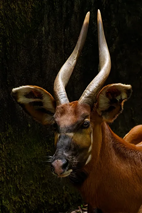 Bongo