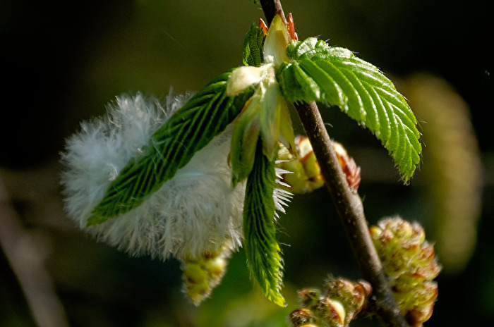 Kastanienblüten