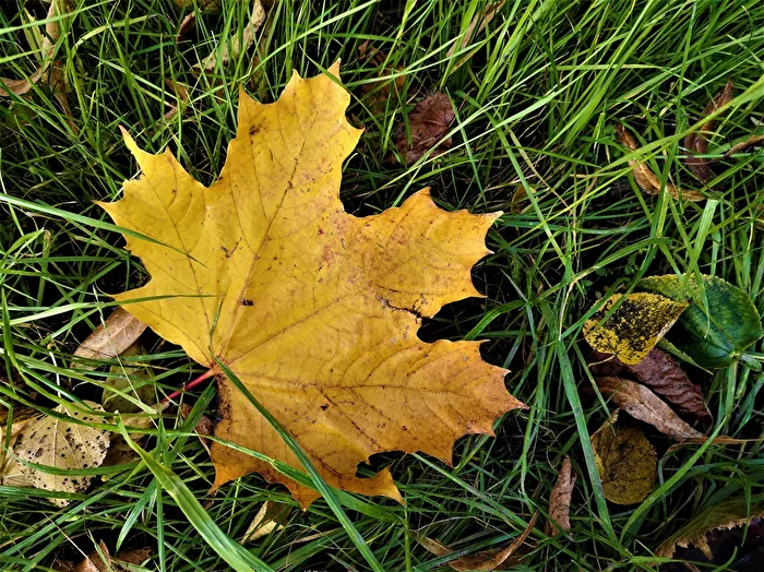 Autumn storms make the leaves fall
