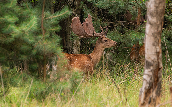 Hirsch im Brachter Wald