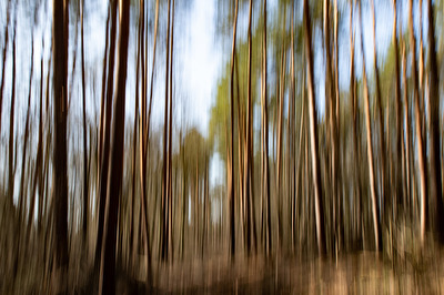 Wald bewegt...