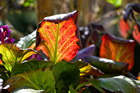 Bergenia Blätter