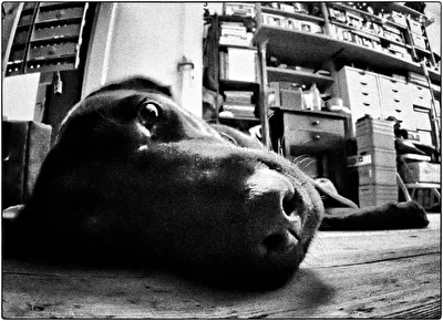 Bürohund Anna