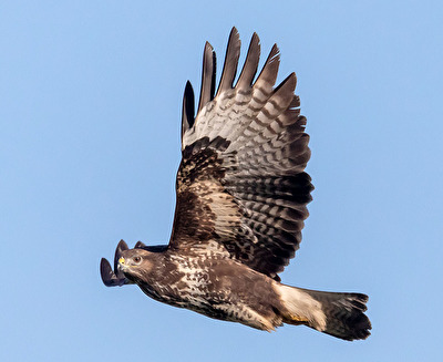 Bussard im vorbei Flug