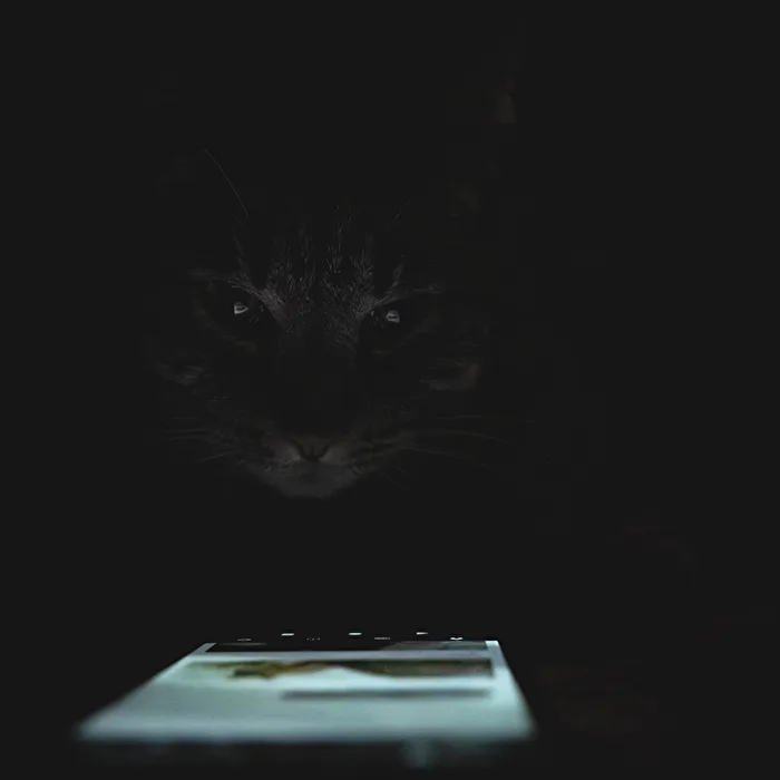 lowkey ,Die Katze und das Handy