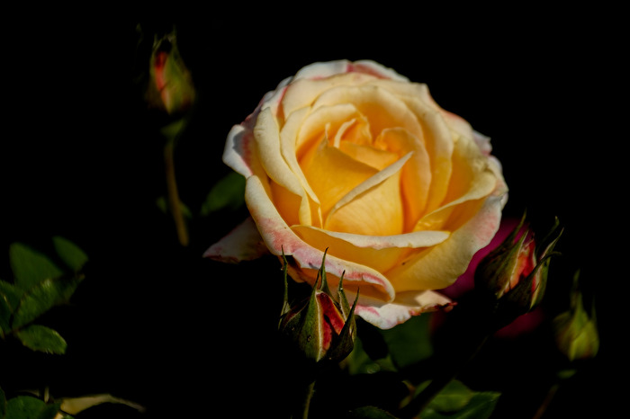 Rosenblüte