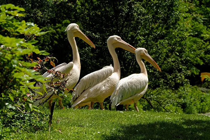 Pelikane