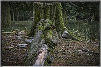 Baum_Abschnitt