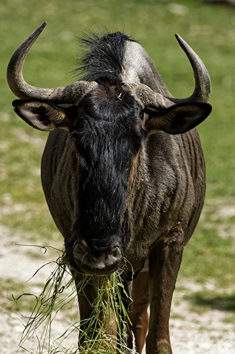 Striped gnu