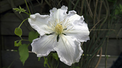 Clematis
