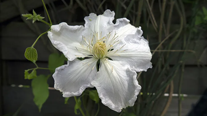 Clematis