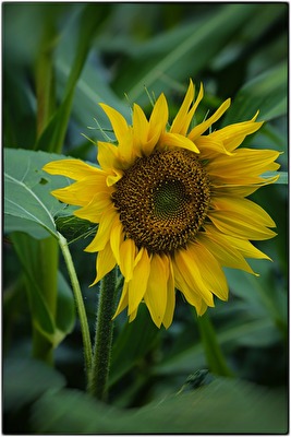 Einzelkind im Maisfeld