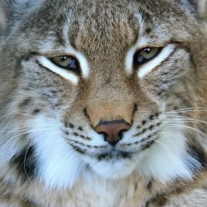 ce regard .......