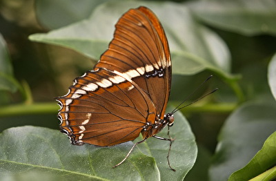Schokoladenfalter