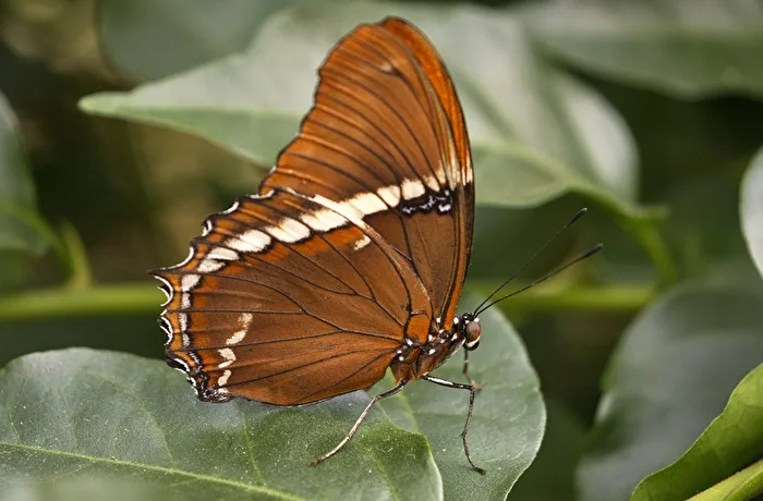 Schokoladenfalter