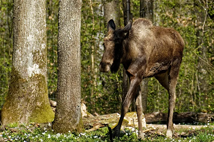 Elk