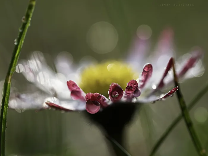 Daisy