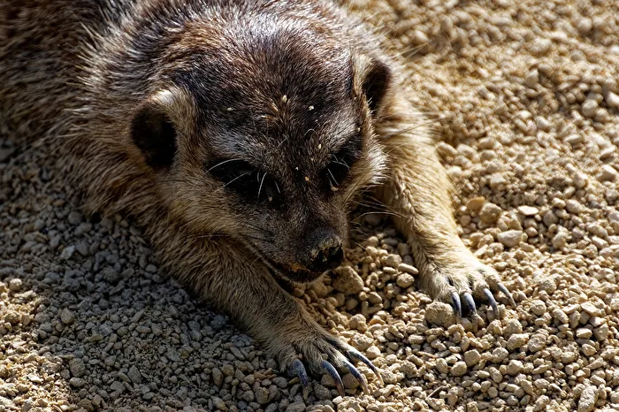Meerkat