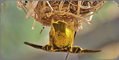 Webervogel beim Nestbau