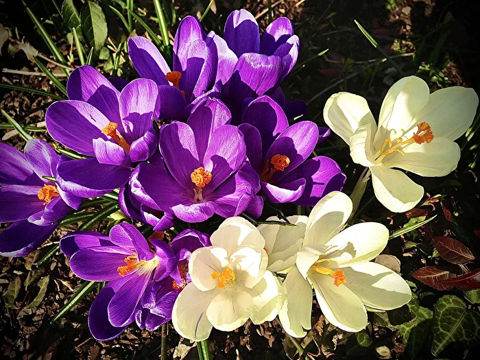 Sentimenti di primavera
