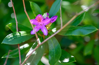 Lila Rhododendron