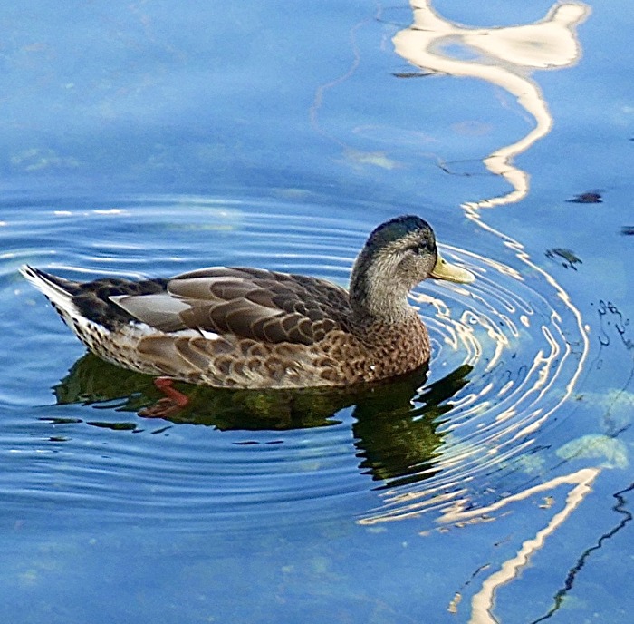 Ente gut, alles gut 😊