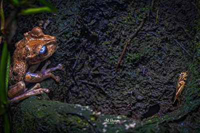 Das Ende der Nahrungskette