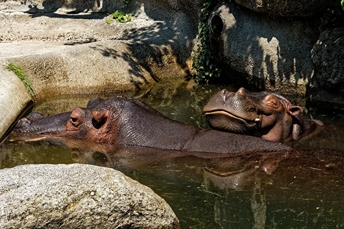 Hippopotamuses