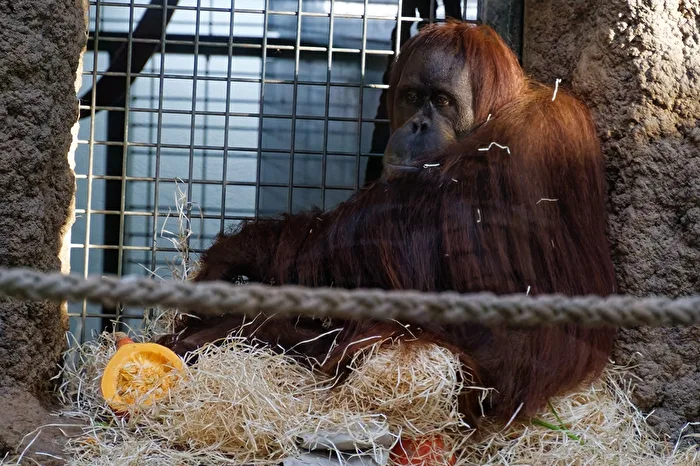 Orang-Utan