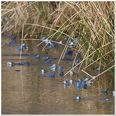 Zeit der blauen Frösche