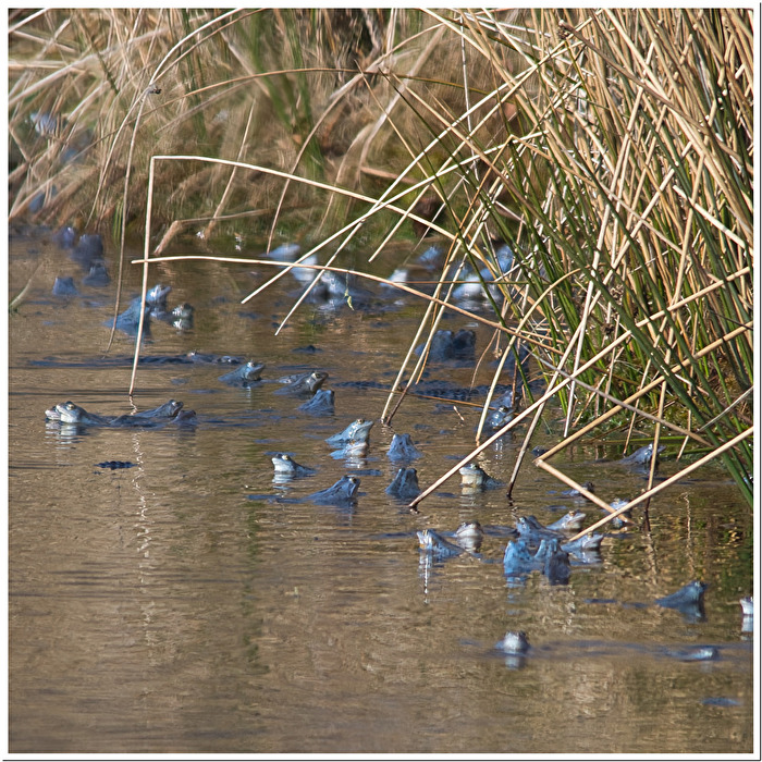 Zeit der blauen Frösche